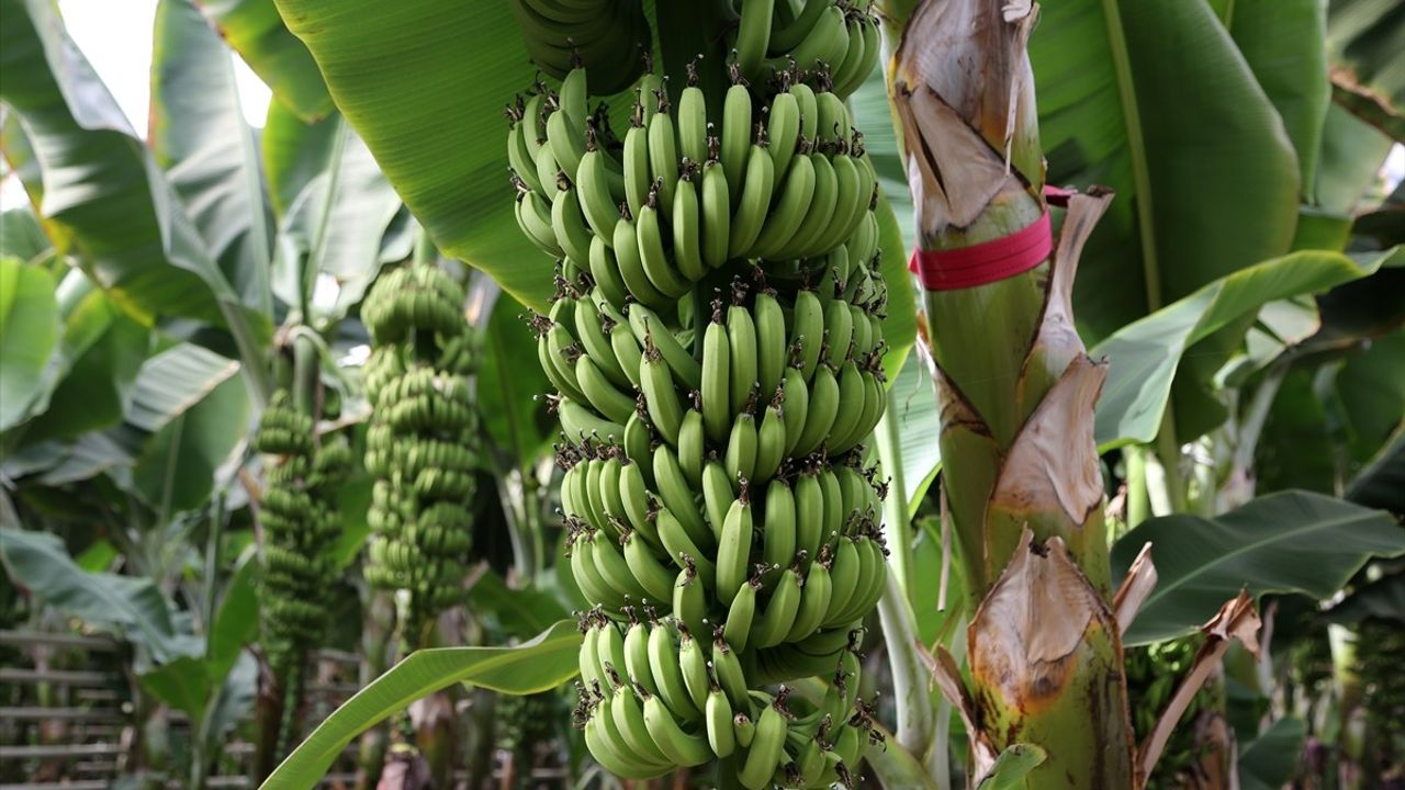 İran'ın En Büyük Serası Aras Nehri Kıyısında Tropikal Meyve Üretiyor