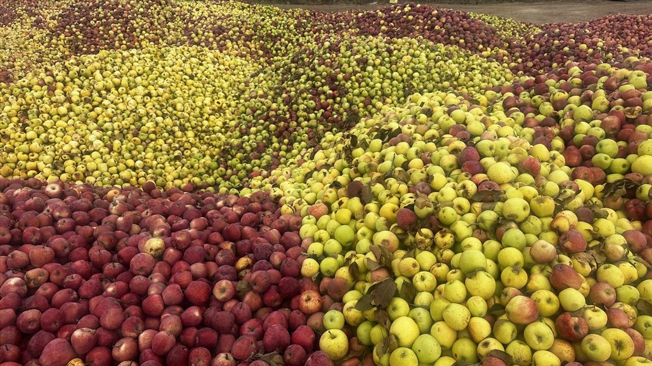 Isparta'da Kuraklık ve Dolu Hasarı: Döküntü Elmalar Meyve Suyu İçin Toplanıyor