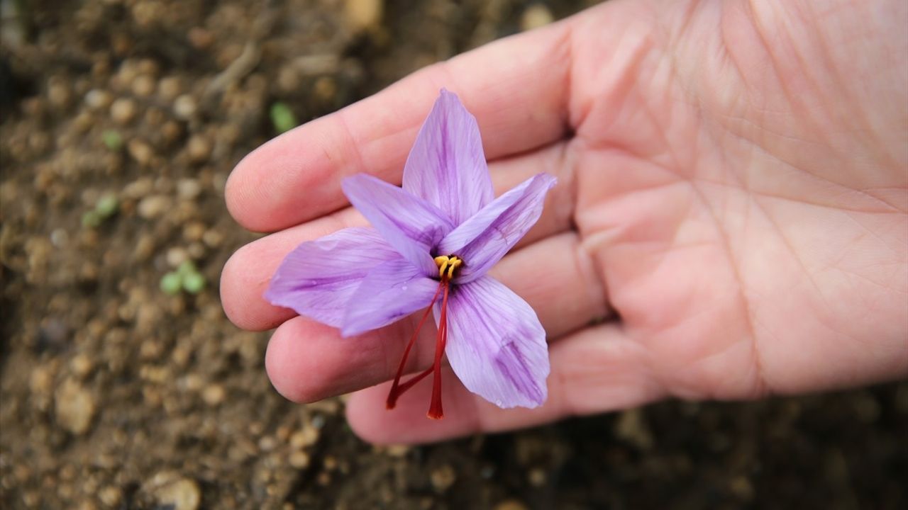 Karabük Safranbolu'da Safran Çiçek Açtı: Üretim, Rakamlar ve Turizm