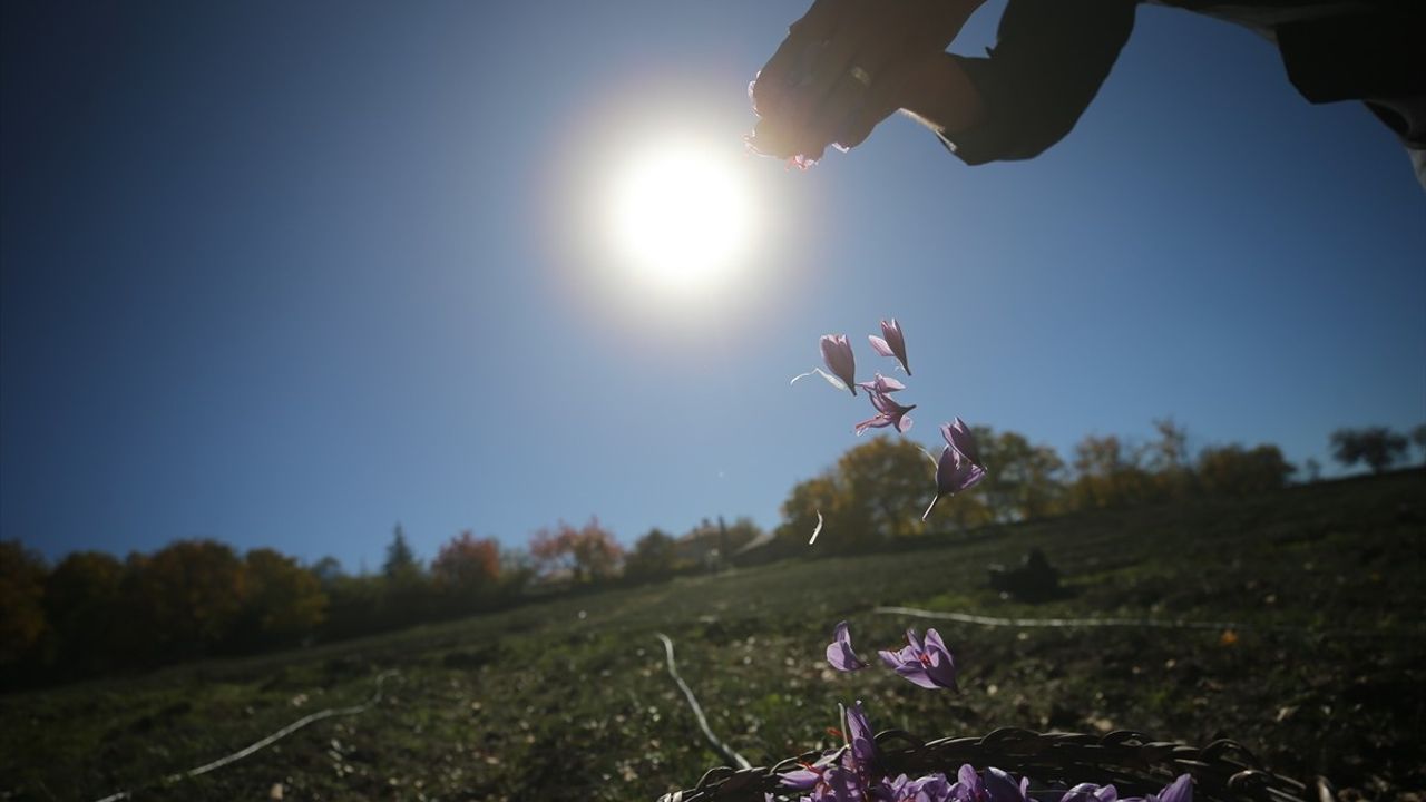 Karabük Safranbolu'da Safran Hasadı Sürüyor: 'Mucize Bitki' İlgi Odağı