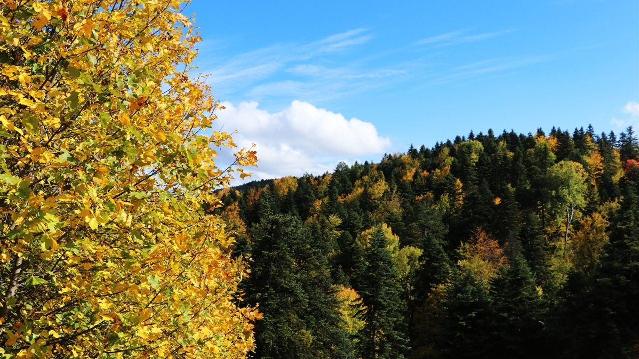 Karabük'te 'Orman Denizi' Sonbaharın Renkleriyle Havadan Görüntülendi