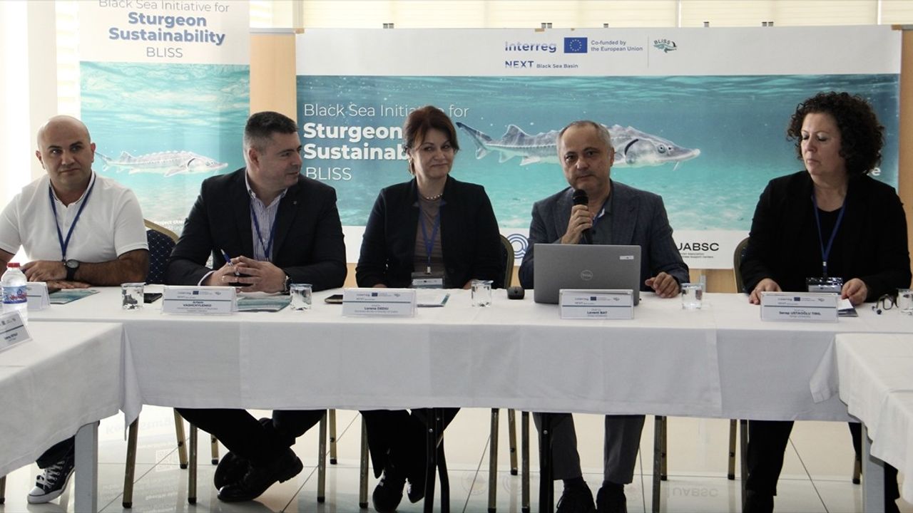 Karadeniz'de Mersin Balığının Korunması İçin 4 Ülke İşbirliği