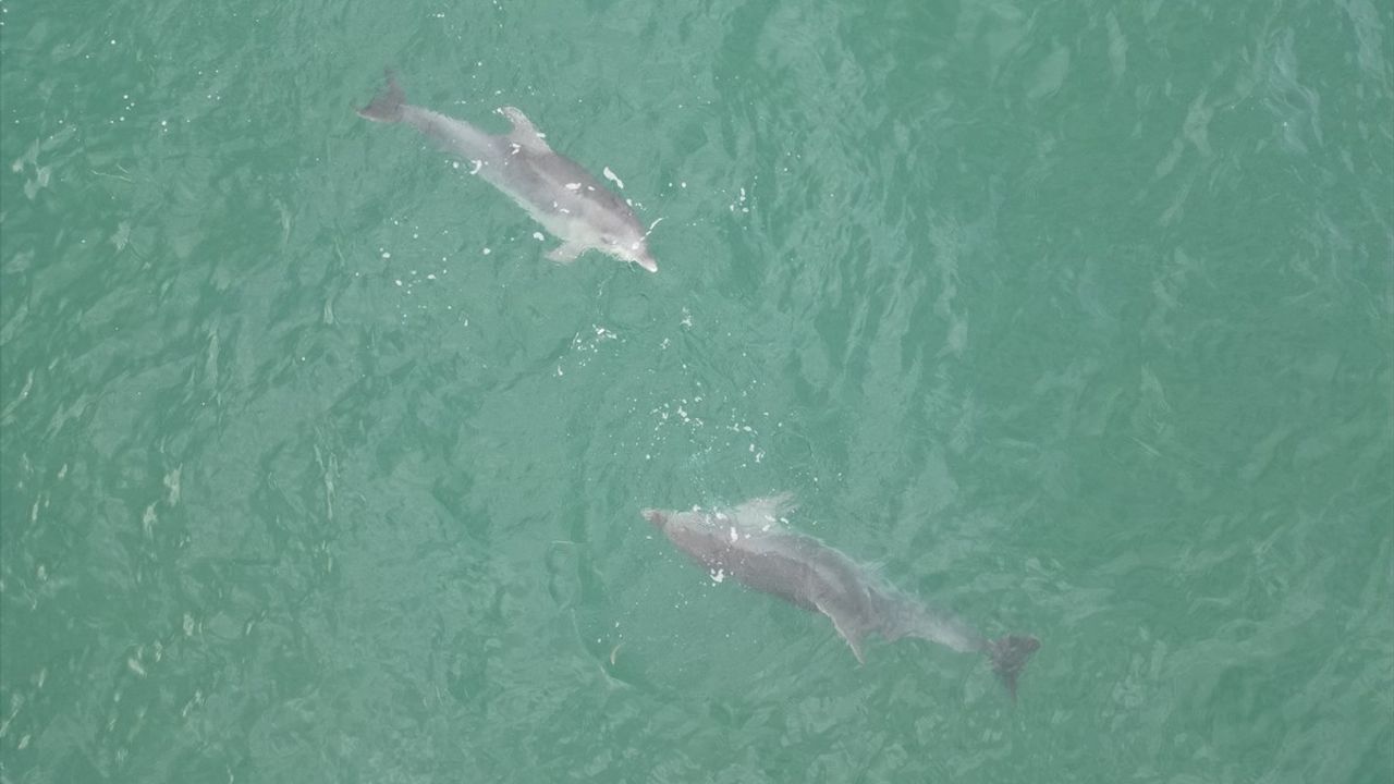 Karadeniz'de yunuslar Akçakoca açıklarında dronla görüntülendi
