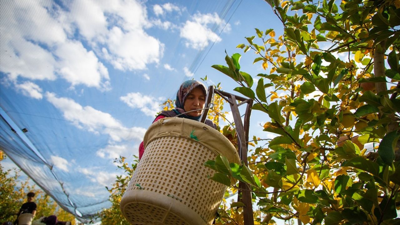Karaman'da Son Elma Hasadı: 12 Milyon Ağaçta "Amasya" ve "Golden"
