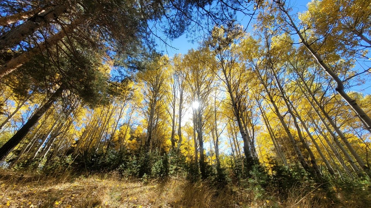 Kars Sarıkamış'ta Sonbahar: Keklik Vadisi'nde Renk Cümbüşü