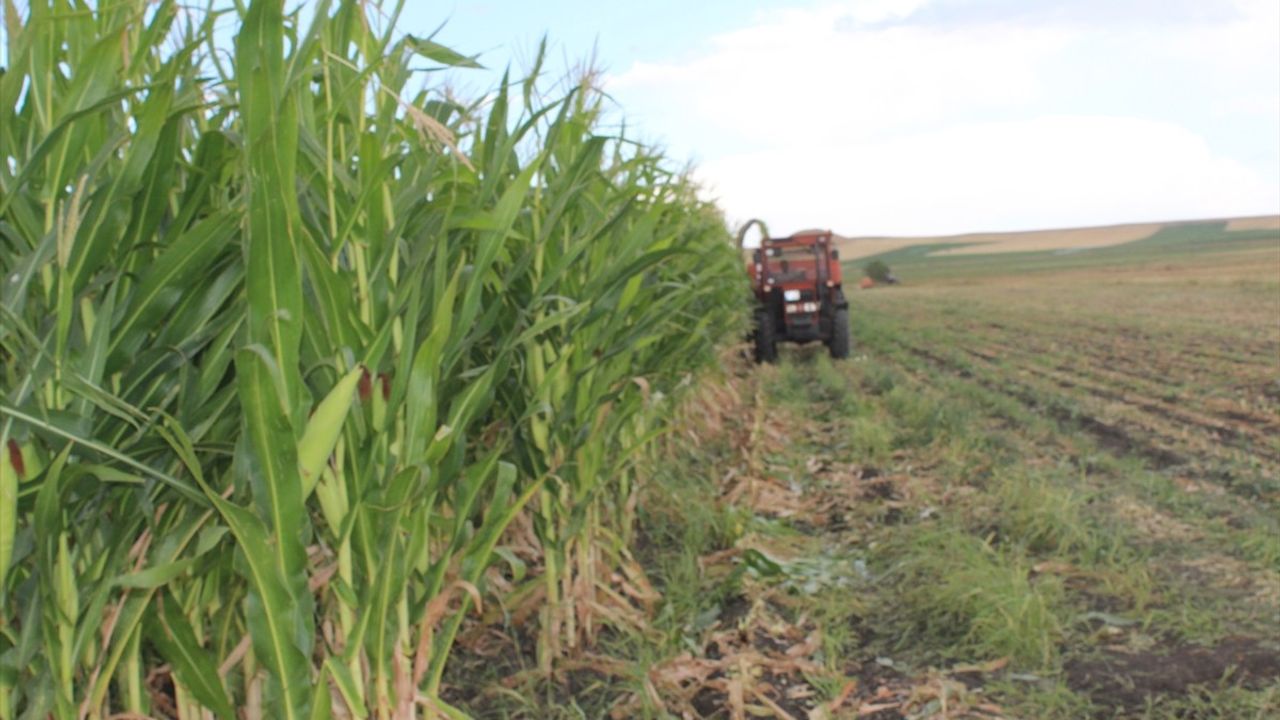 Kars'ta Silajlık Mısır Hasadı Sürüyor: Verim Üreticiyi Memnun Etti