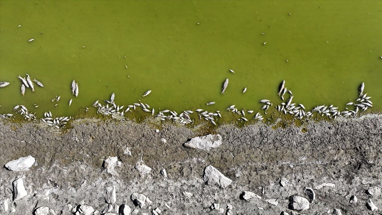 Kayseri Felahiye'de Tozlu Göleti'nde Balık Ölümleri