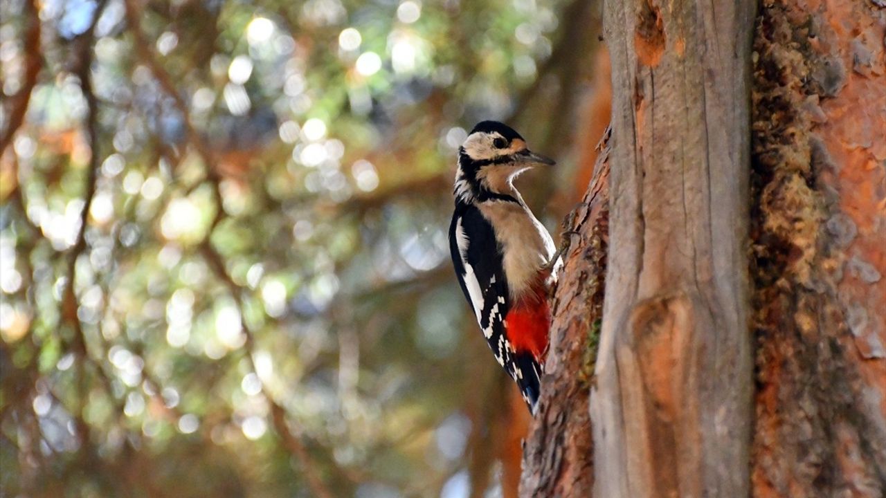 Keklik Vadisi'nde Sonbahar Büyüsü: Kars Sarıkamış'ta Sarı ve Kızıl Tonlar