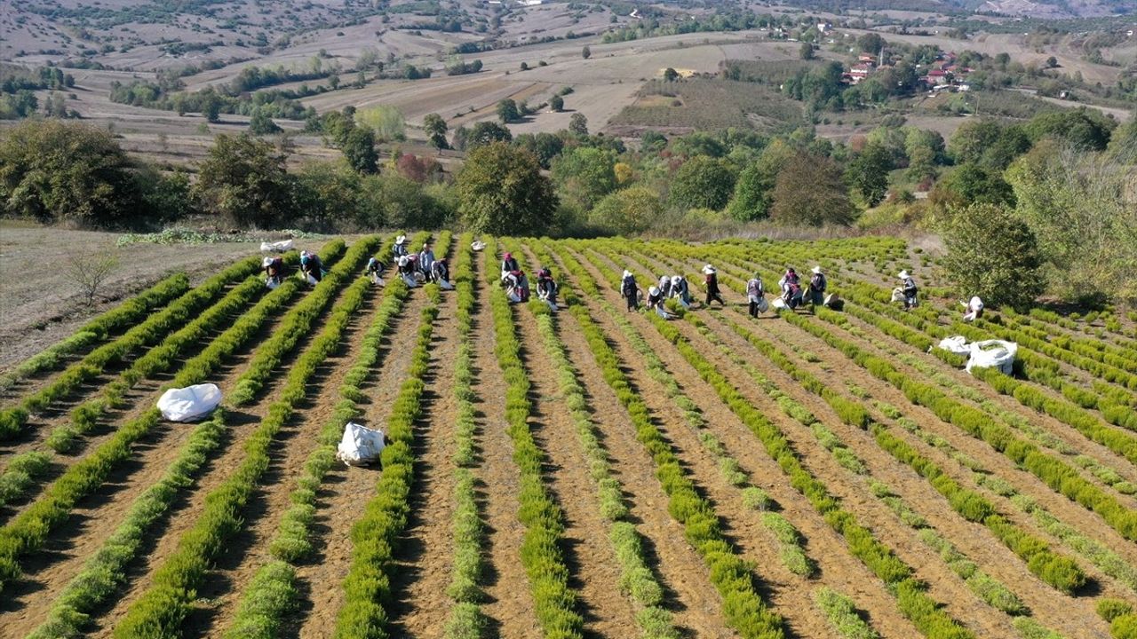 Kocaeli'de Biberiye Hasadı Başladı: Kuraklığa Rağmen 200 Ton Hedefi