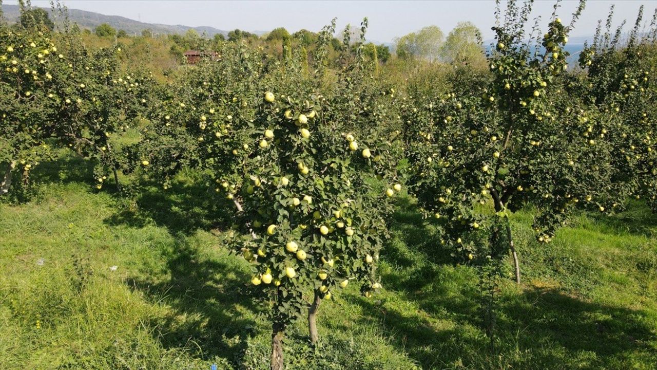 Kocaeli'de Coğrafi İşaretli Eşme Ayvası Hasadı Başladı