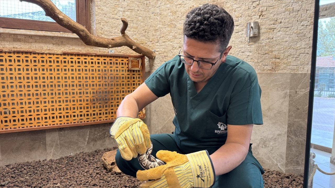 Konya'da Cebinden Çıkan 'Kraliyet Pitonu' Karatay Hayvanat Bahçesi'nde Koruma Altına Alındı