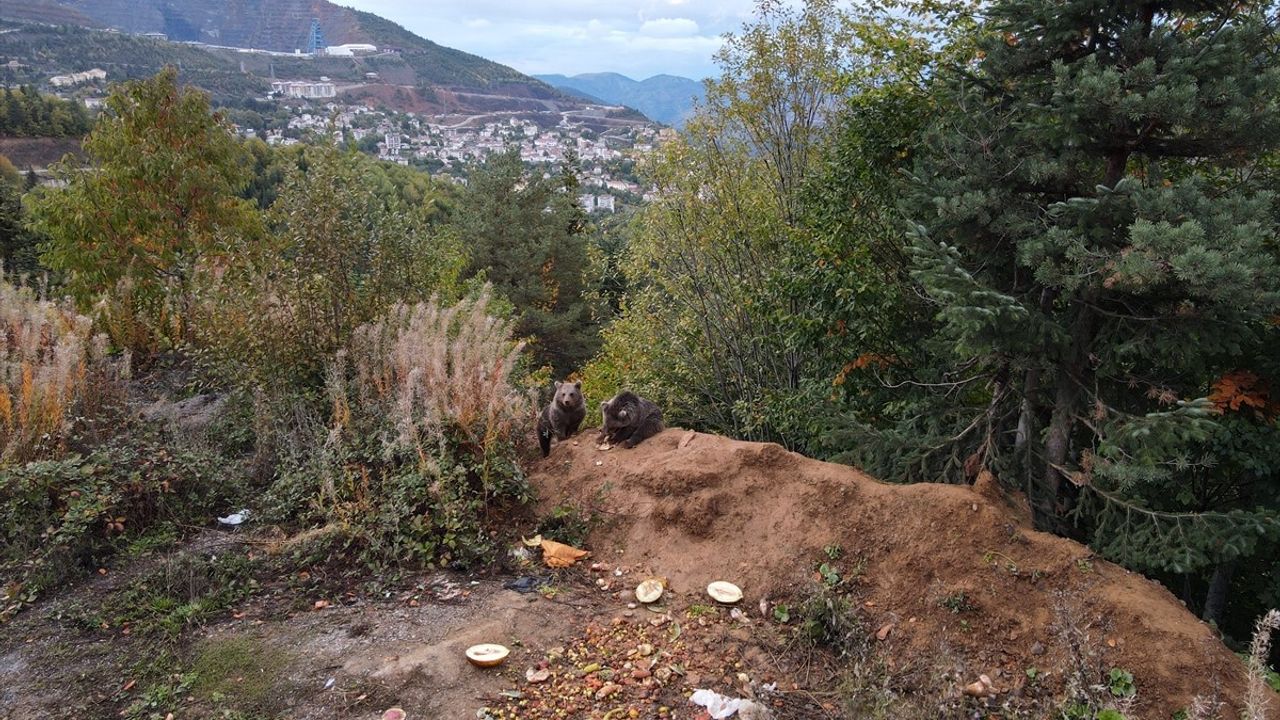 Küre'de Kara Yolu Kenarında 2 Ayı Yavrusu Bölge Sakinleri Tarafından Besleniyor