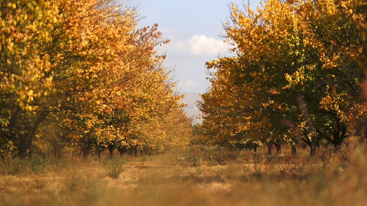Malatya'da Kayısı Bahçeleri Sonbaharın Renkleriyle Büyülüyor