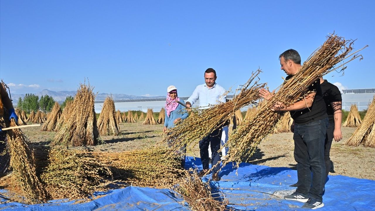 Manavgat Altın Susamı'nda Hasat Başladı
