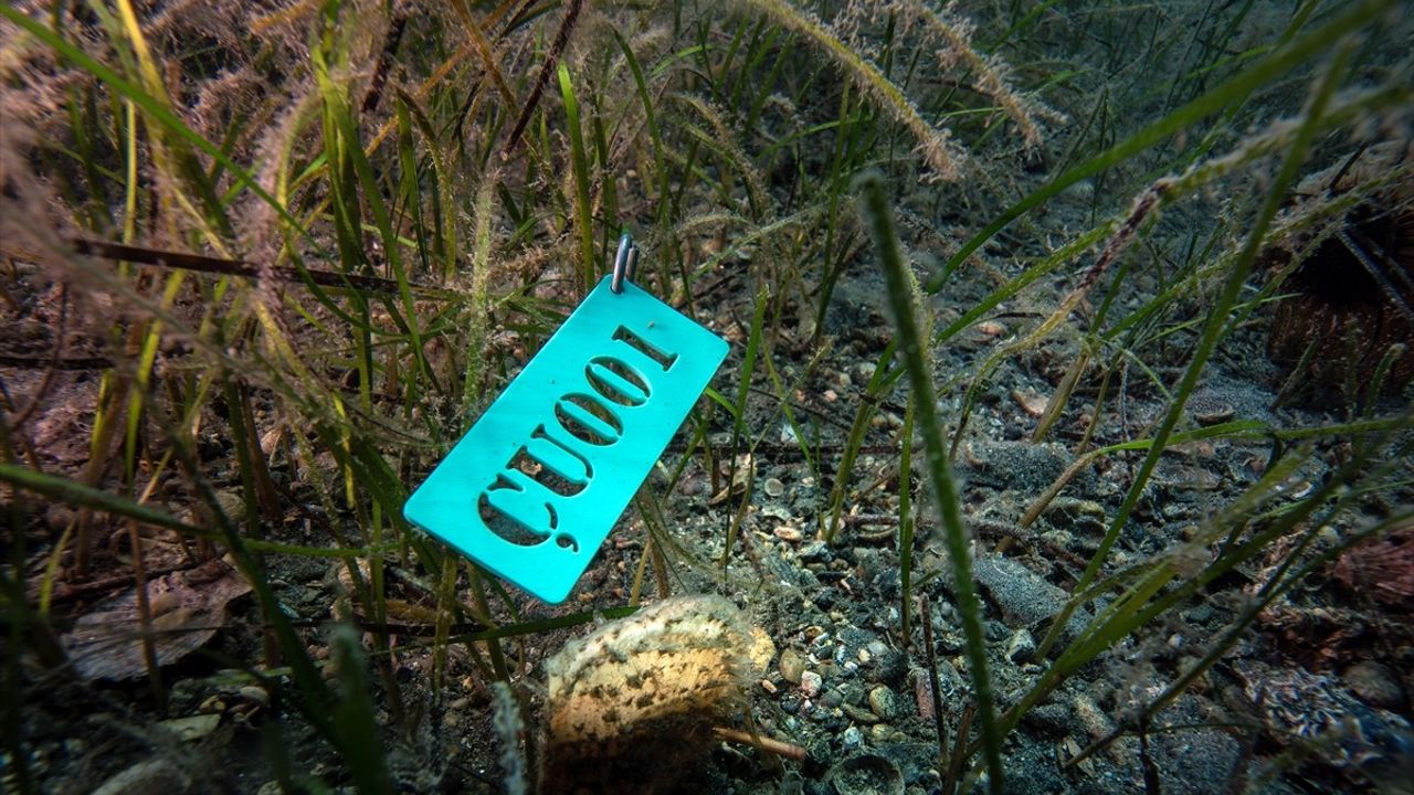 Marmara'da PİNA-İZ: Bebek pina sayısı 10'a yükseldi