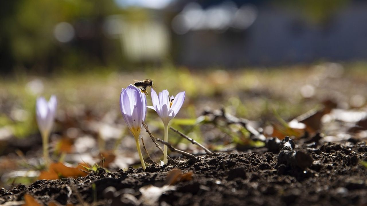 Munzur Vadisi'nde Sonbahar: Ovacık'ta 'Vargit' Çiçekleri Açtı