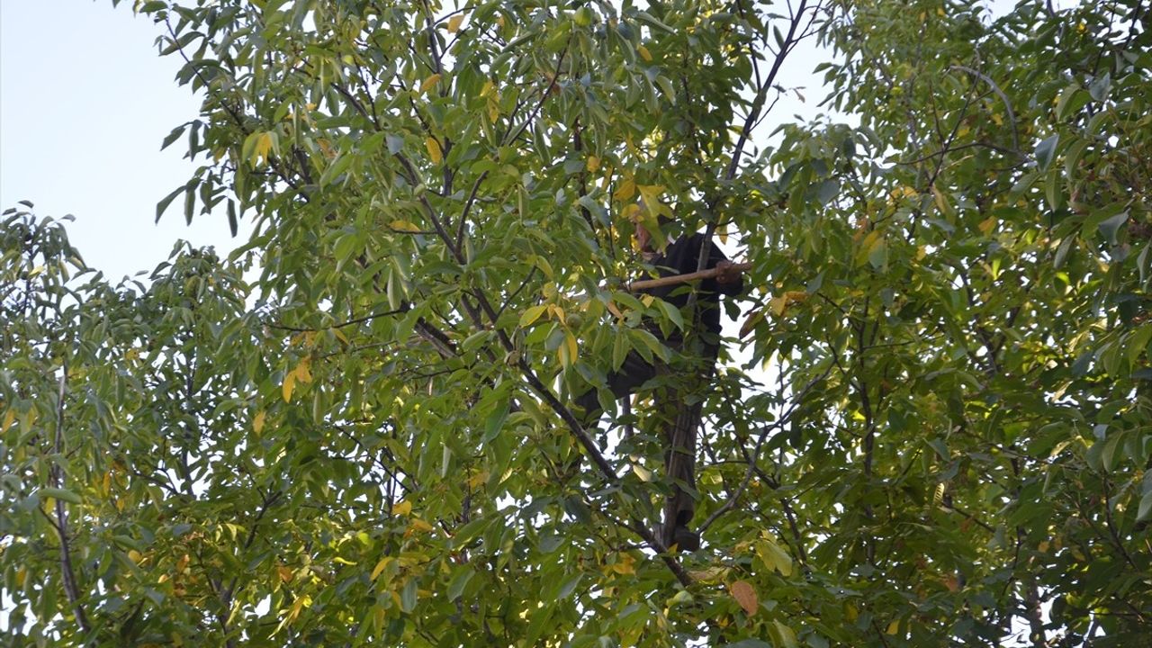 Muş'ta Ceviz Hasadı: Bin Tonluk Rekolte Bekleniyor