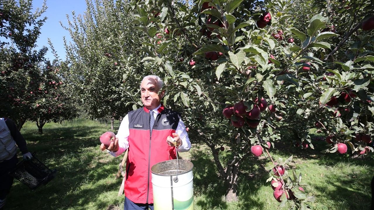 Muş'ta Elma Hasadı: 100 Milyon TL Beklentisi