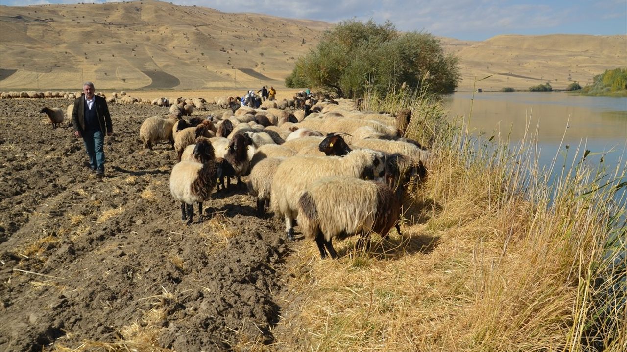 Muş'ta Göçerler Yaylalardan Dönüşe Başladı
