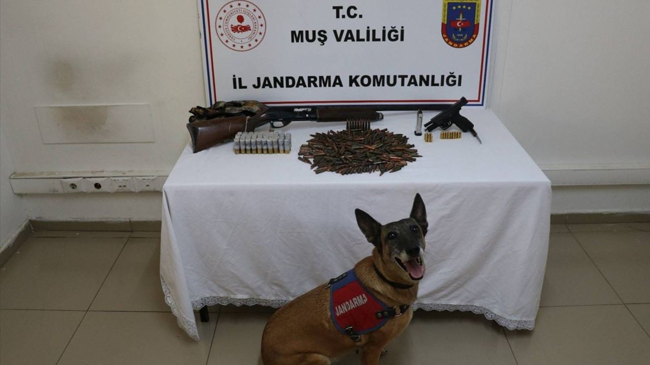 Muş'ta Tezek Altından Silah ve 381 Mühimmat Ele Geçirildi: 1 Gözaltı