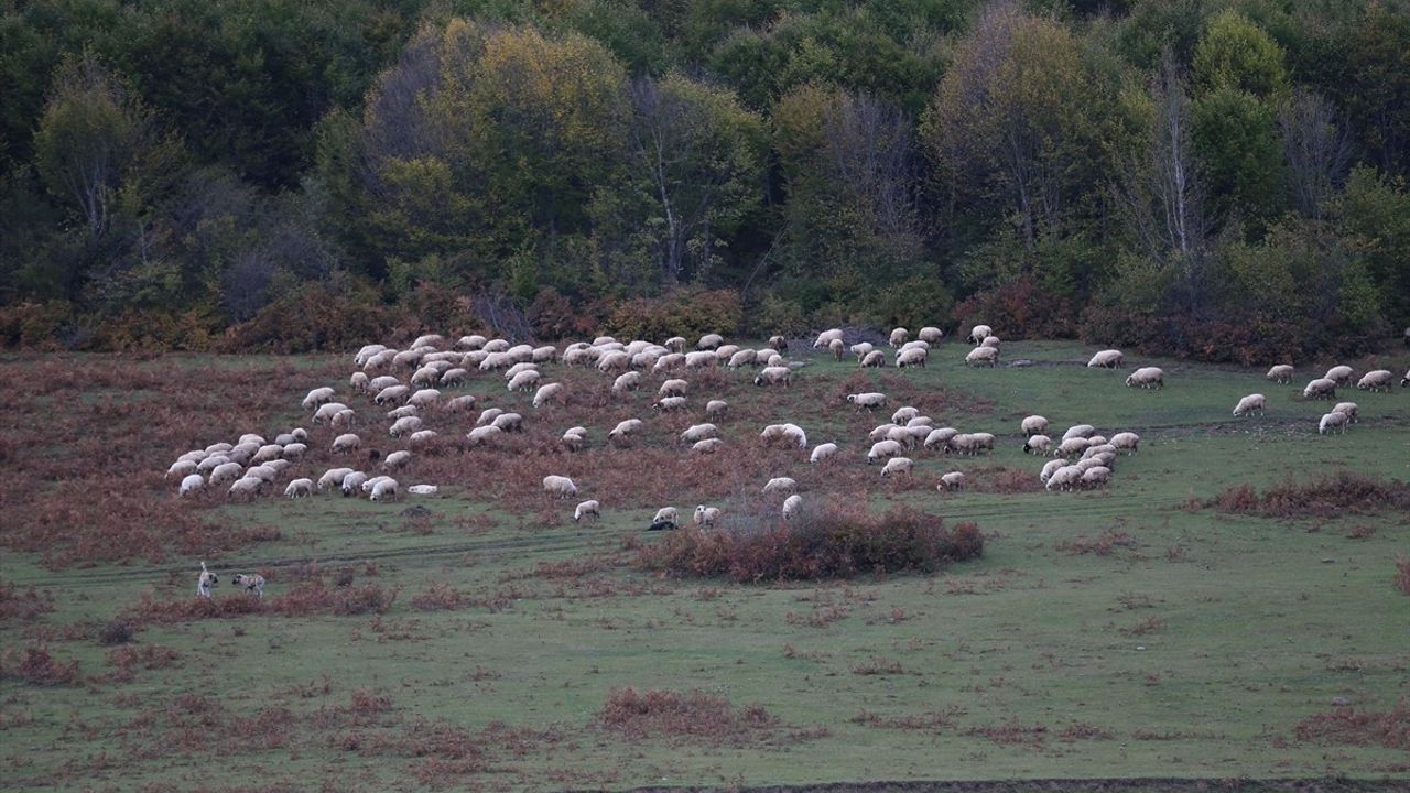 Ordu'da 1500 Rakımlı Uluvahta Yaylası Turizmin Gözdesi