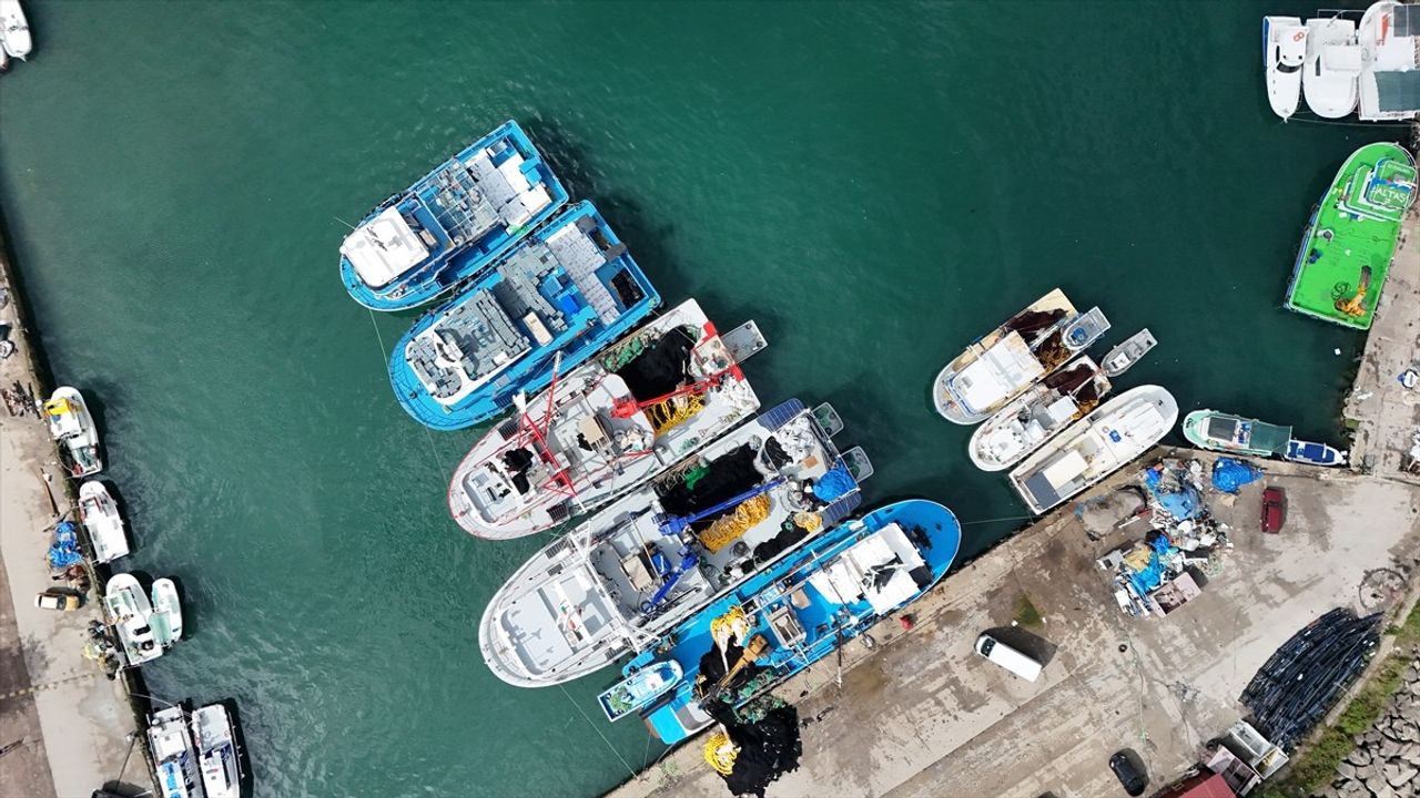 Ordu'da İstavrit Bereketi: Balıkçılar Kasalar Dolusu Döndü