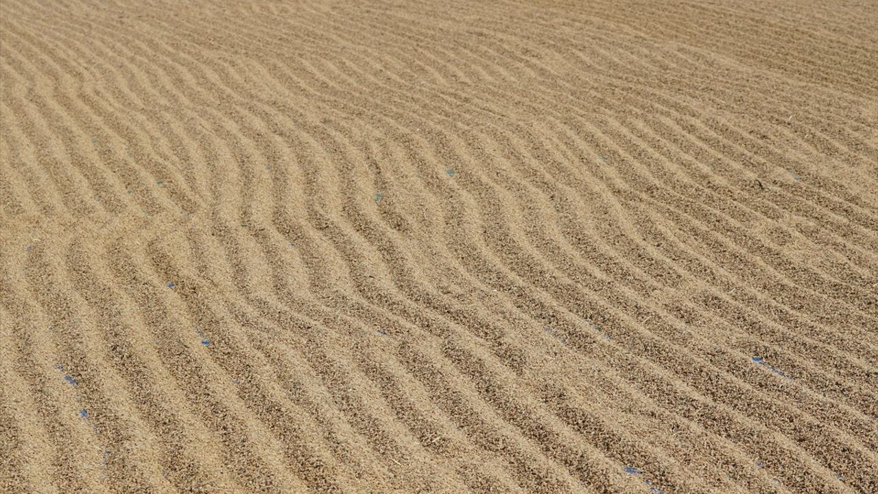 Osmancık'ta Çeltik Hasadı Başladı: Osmancık Pirinci Tarladan Sofraya