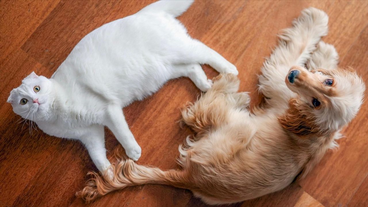 Özgür Özel'den 4 Ekim Dünya Hayvanları Koruma Günü paylaşımı