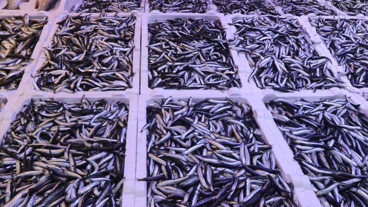 Rize'de Hamsi Bolluğu: Kilogramı 100 TL