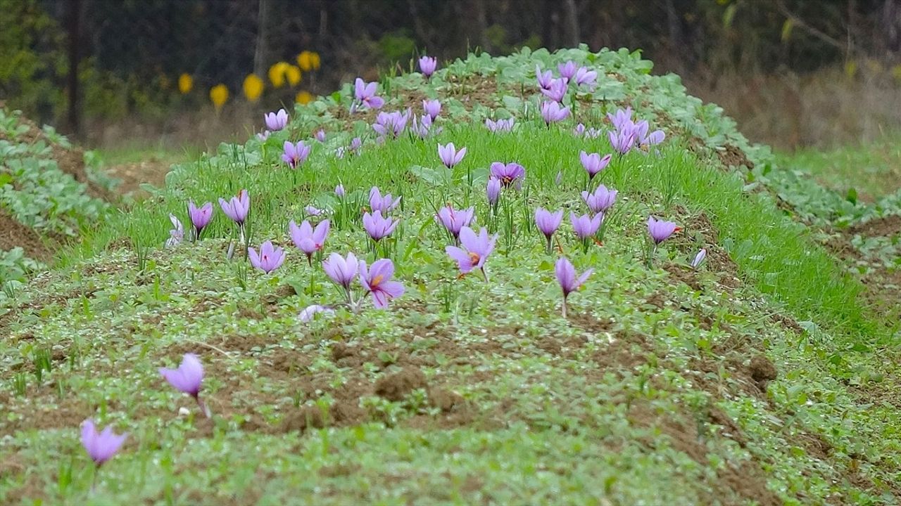 Safranbolu'da 9. Safran Festivali Sona Erdi