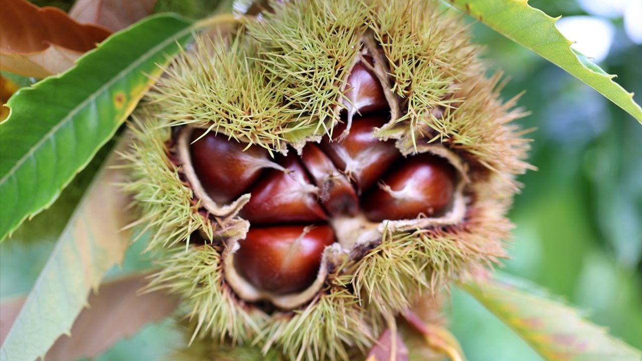 Samsun'da kestane kanseri ve gal arısına dayanıklı melez kestaneler üretiliyor