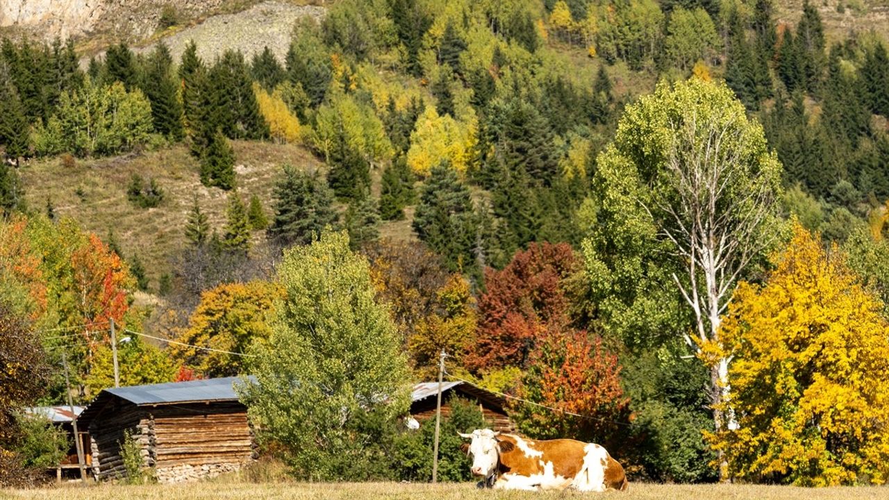 Şavşat'ta Sonbahar: 'Sakin Şehir'de Renk Cümbüşü