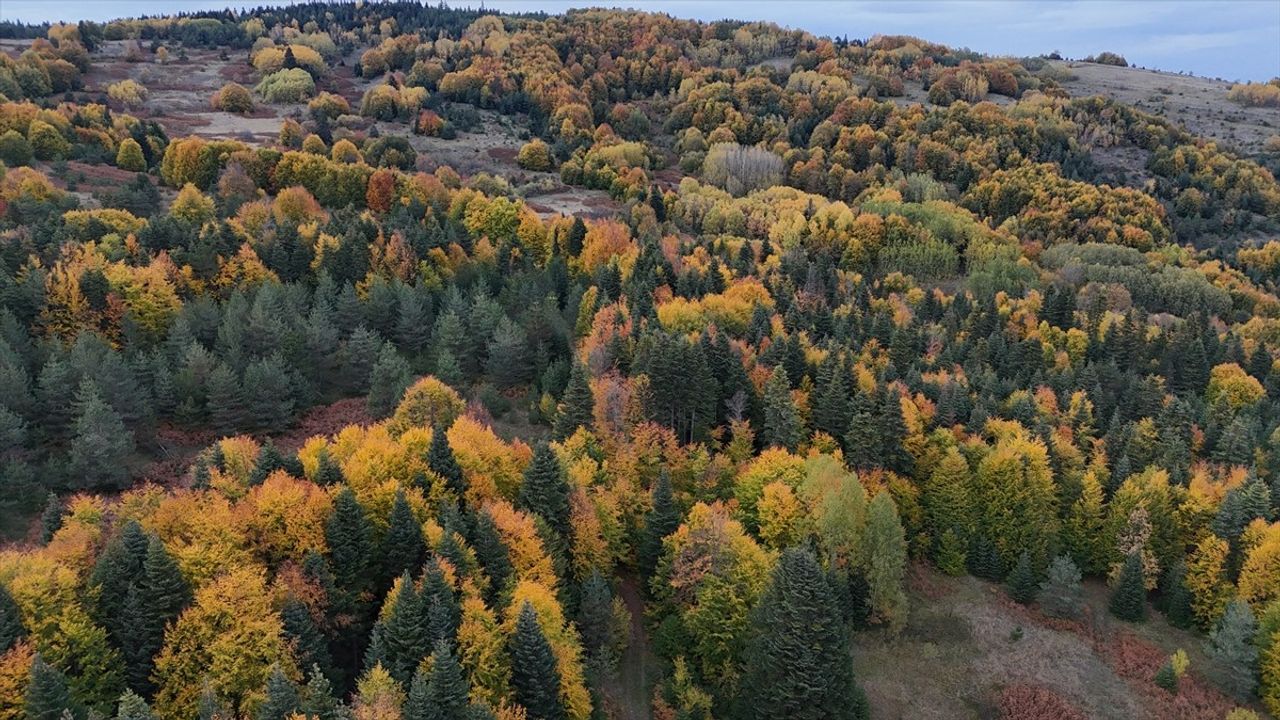 Sinop Gerze'de Sonbahar Renkleri: Güzelyurt'ta Görsel Şölen