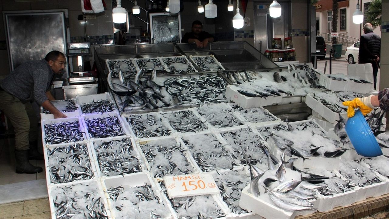 Sinop'ta Hamsi Bolluğu: Tezgahlar Kilogramı 150 TL