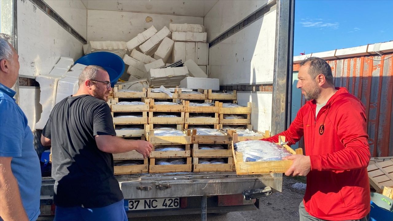 Sinop Türkeli'de 3 Bin Palamut: Sezonun İlk Avı Limana Geldi