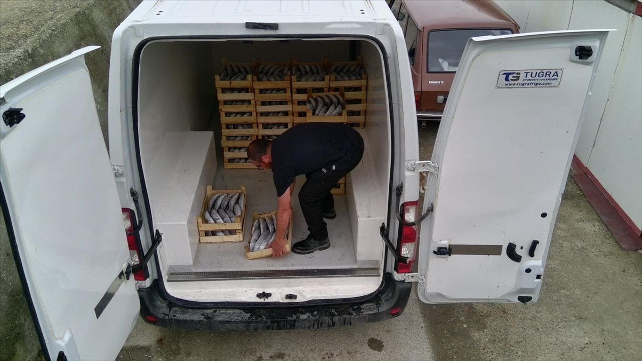 Sinop Türkeli'de Balıkçı Yaklaşık 1000 Palamut Avladı