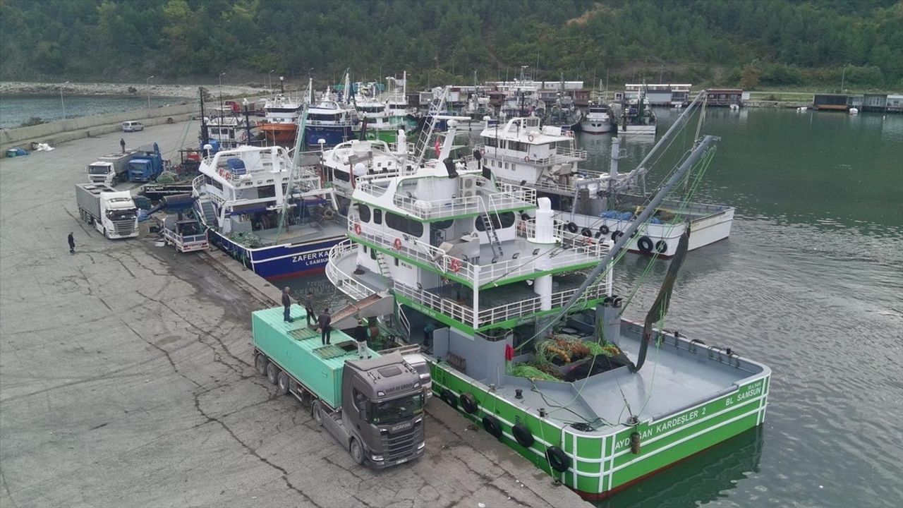 Sinop Türkeli'de Tonlarca Hamsi Limana Getirildi