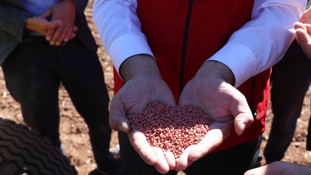 Sivas'ta Yerli Buğday ve Arpa Deneme Ekimi Başladı