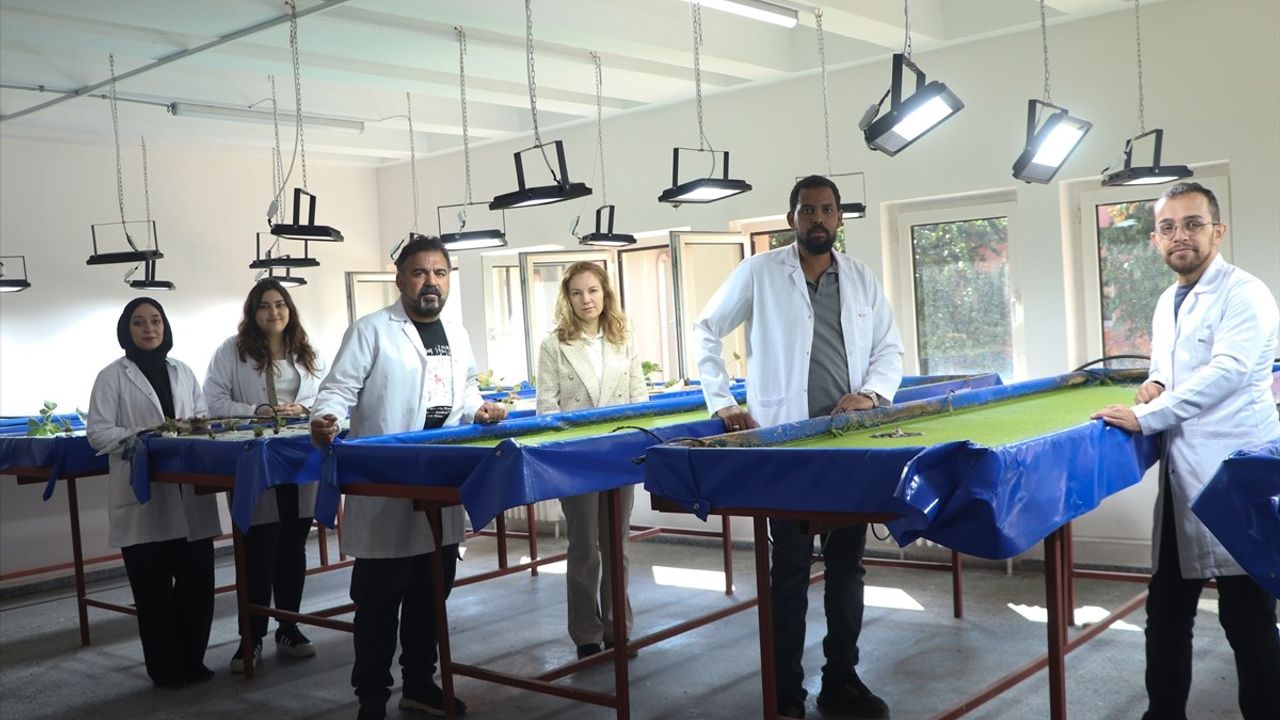 Su mercimeğiyle beslenen balık gübresi topraksız tarımda verim sağlıyor