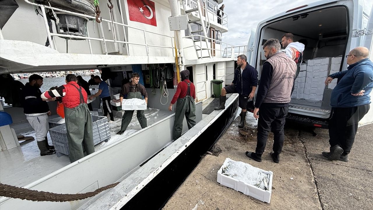 Tekirdağ'da İstavrit Bolluğu Balıkçıların Yüzünü Güldürüyor