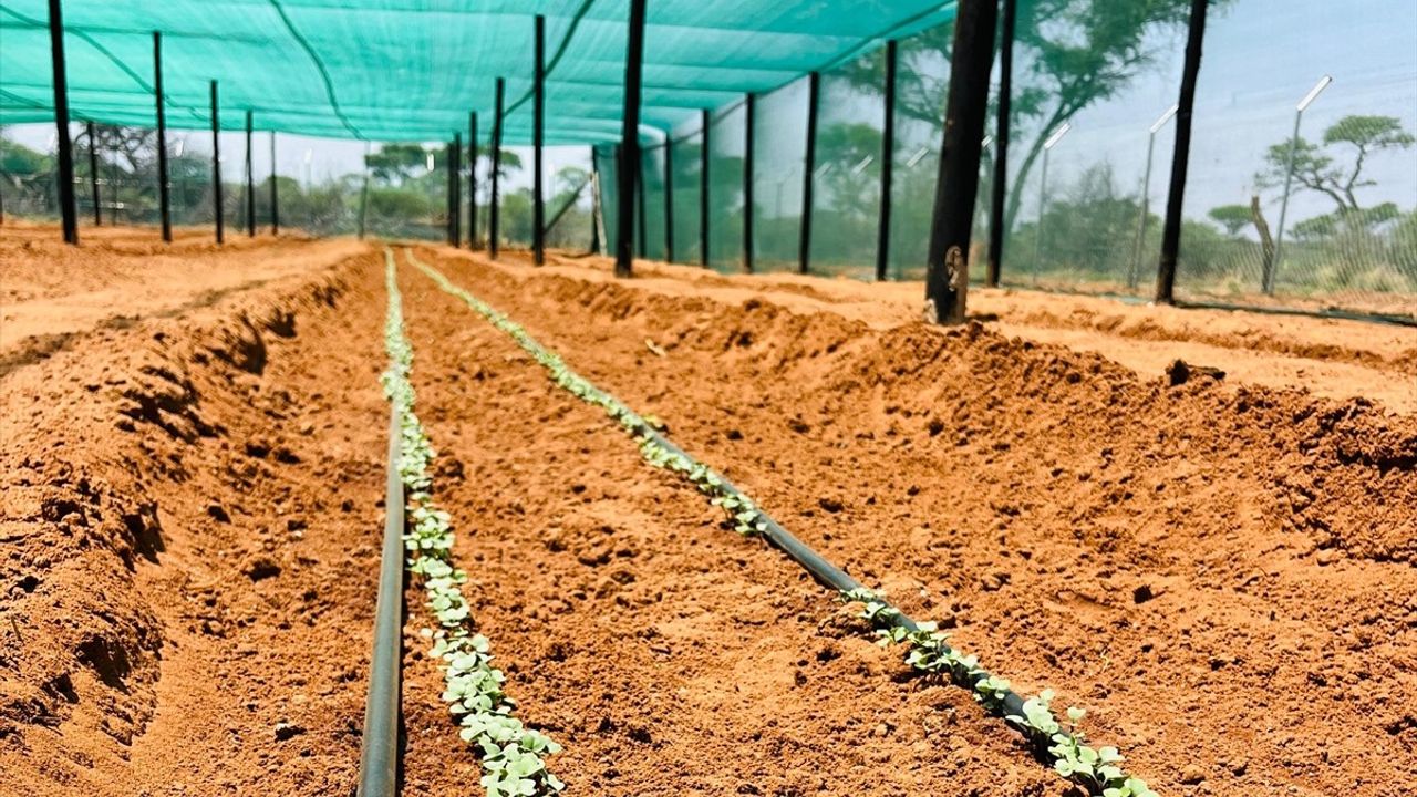 TİKA Namibya'da Kuraklıkla Mücadeleye Destek: Gobabis'te 11 Hektar Tarıma Açıldı