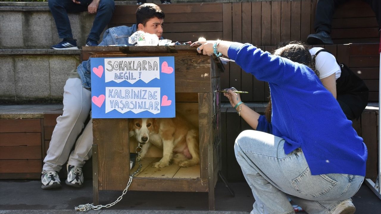 Trabzon'da 4 Ekim'de Öğrenciler Köpek Kulübelerini Renklendirdi