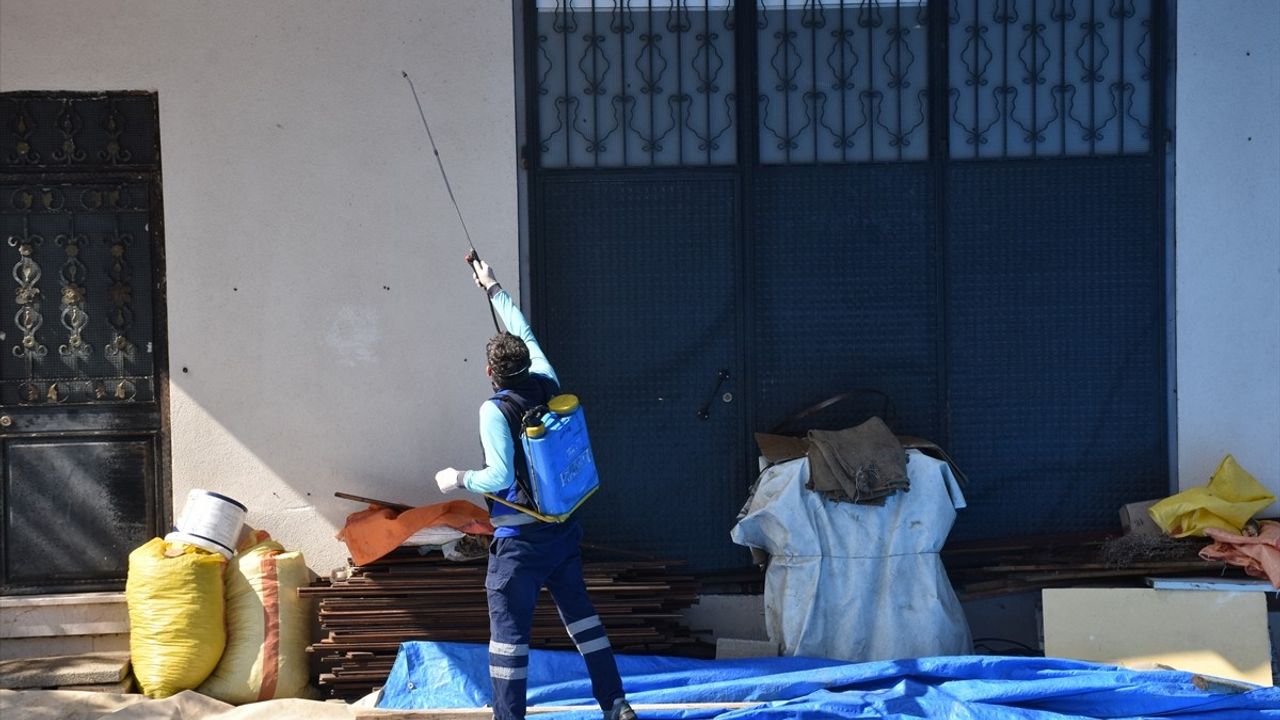 Trabzon'da Kahverengi Kokarca Mücadelesi Hızlandı