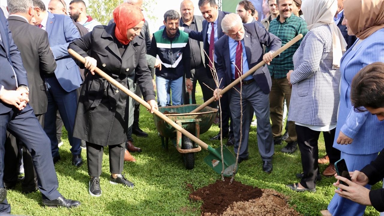 Trabzon'da Ücretsiz 5 Bin 300 Yerel Meyve Fidanı Dağıtıldı