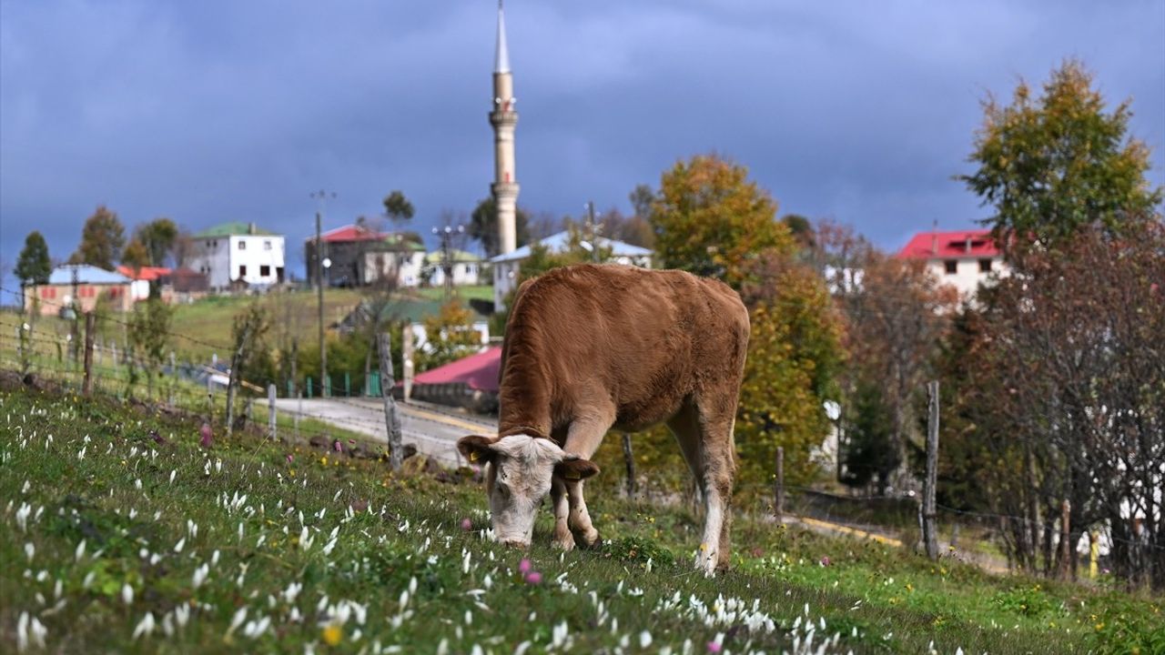 Trabzon yaylalarını süsleyen vargit çiçekleri