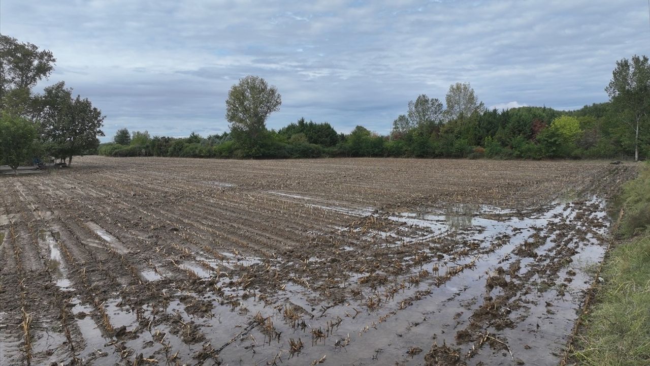 Trakya'da Yağışlar Çiftçiye Moral Verdi: Buğday ve Kanola Hazırlıkları Hızlandı
