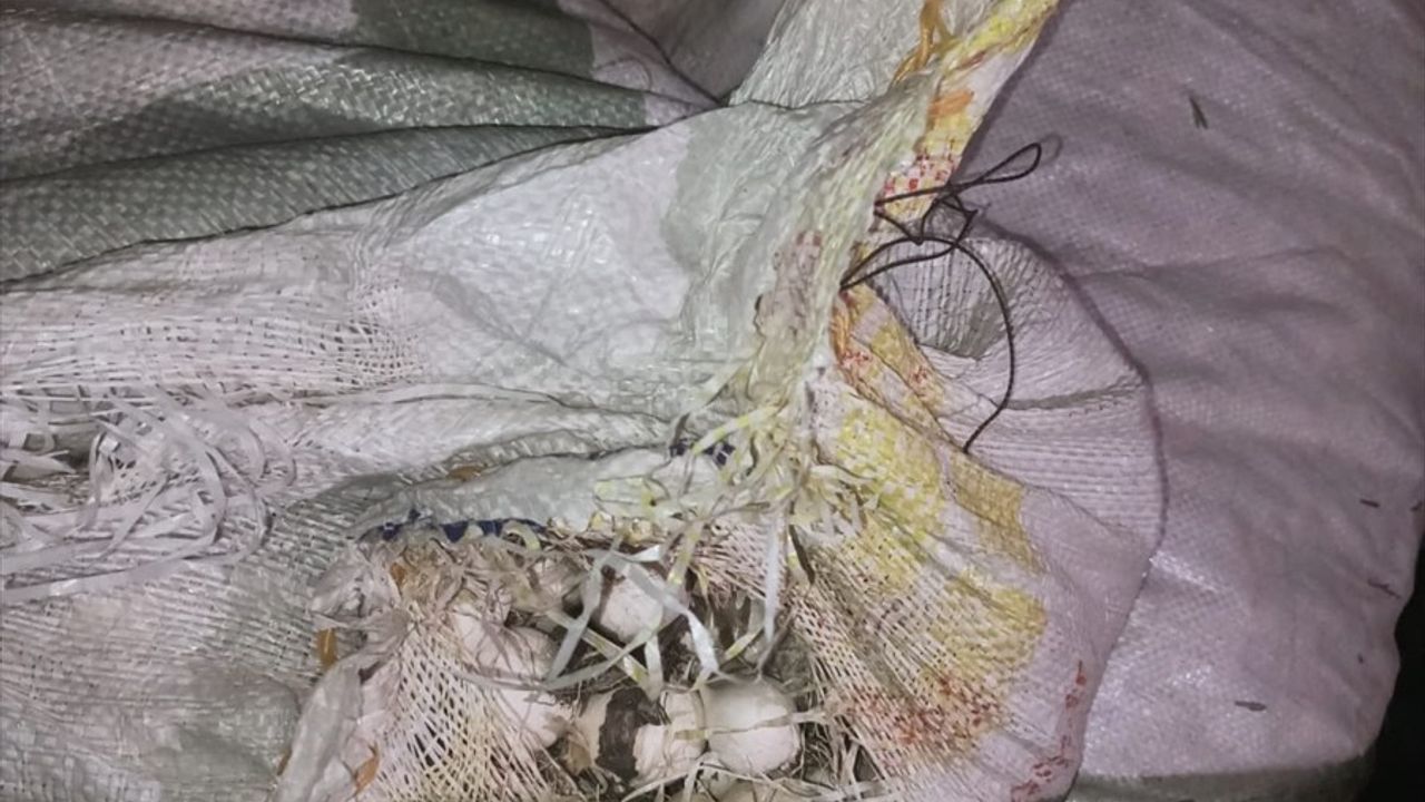 Tunceli'de Endemik Dağ Sarımsağı Toplayan Şüpheliye 557 Bin Lira Ceza