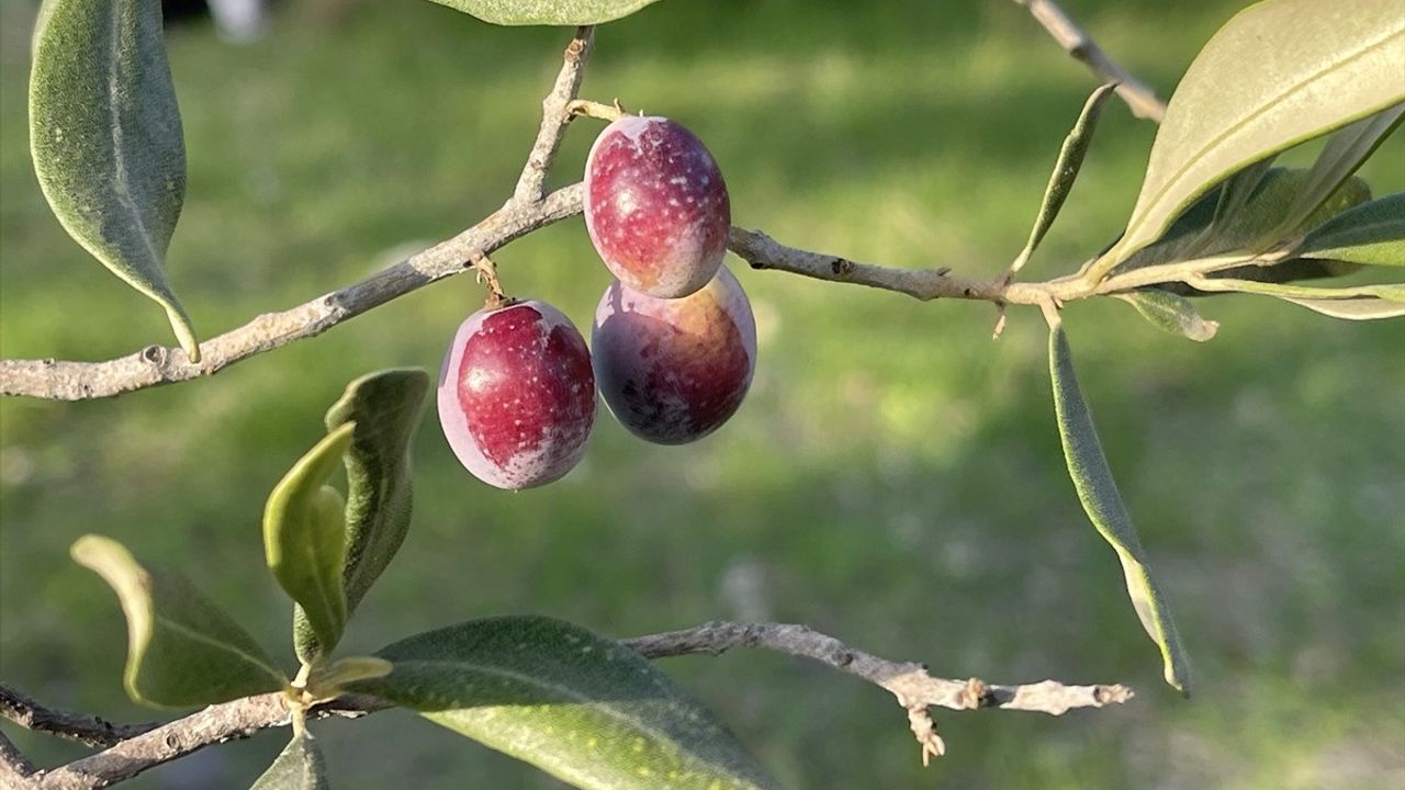 Türkiye'de 2025-2026 Zeytin Rekoltesi 2,45 Milyon Ton Bekleniyor