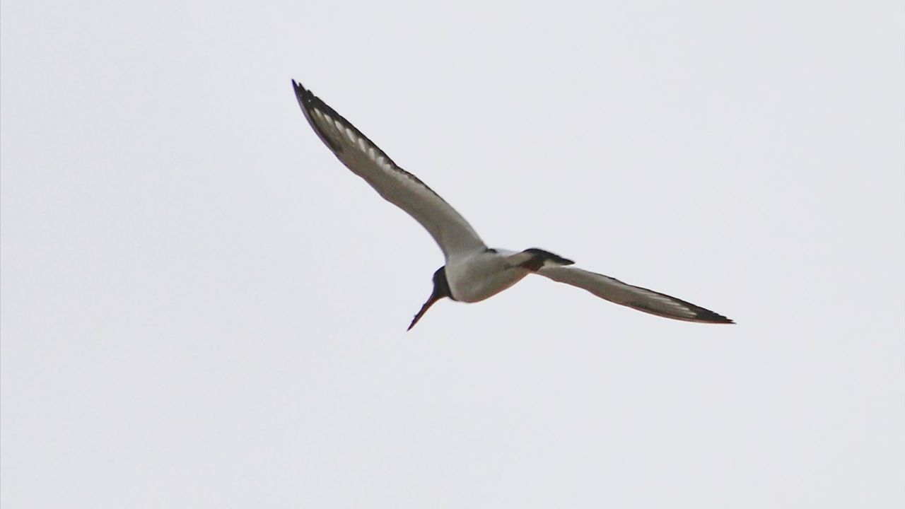 Uydu Vericili Poyraz Kuşu 8 Ülkeyi Geçerek Kızıldeniz'e Ulaştı