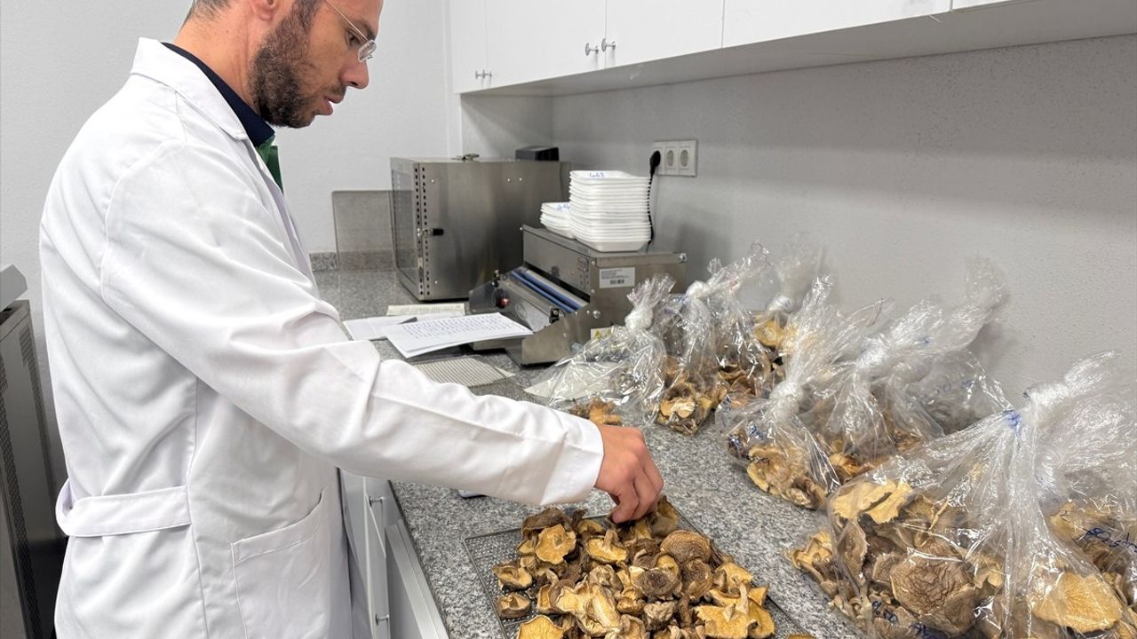 Uzmandan Uyarı: Mantar Zehirlenmesinde Yediğiniz Mantarın Parçasını Sağlık Kuruluşuna Götürün